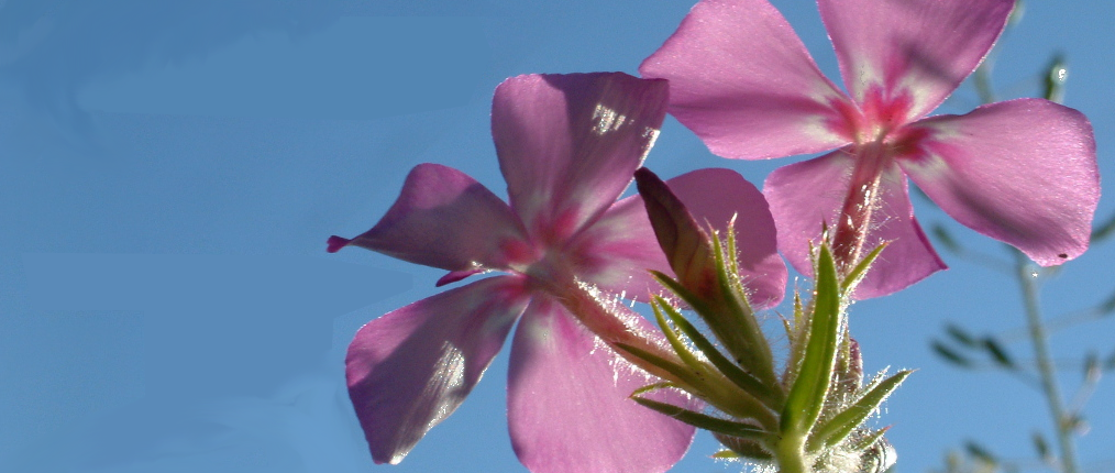 j_flower